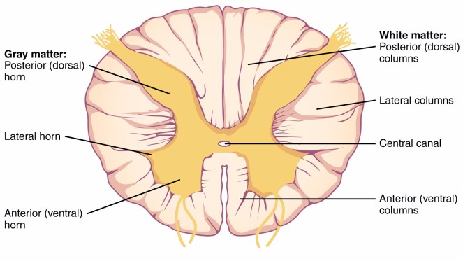 White matter HNPP hereditary neuropathy