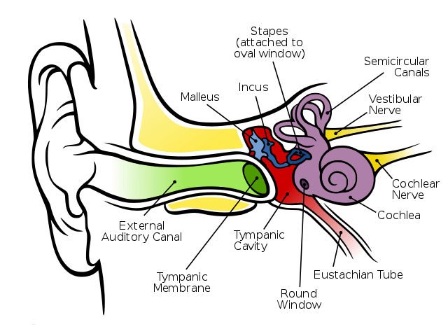 640px-Anatomy_of_the_Human_Ear_en.svg