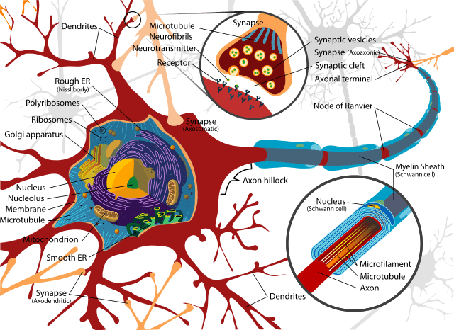 640px-Complete_neuron_cell_diagram_en.svg